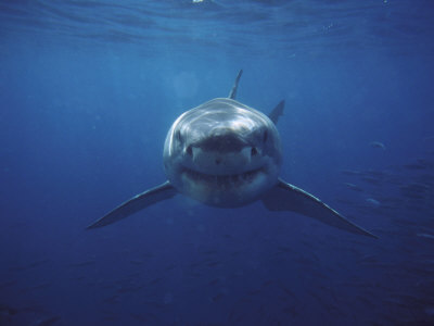 Great White Shark