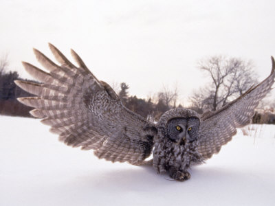 Great Gray Owl, Rowley, MA