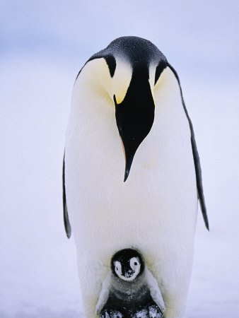 Emperor Penguins, Chick Being Brooded, Antarctica