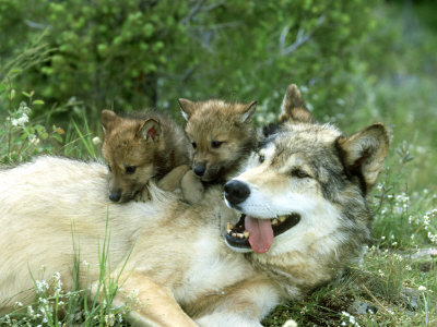 Buy Grey Wolf, Canis Lupus, Montana at AllPosters.com