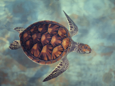 Green Turtle, Java, Indian Ocean