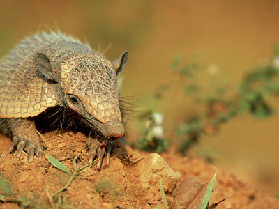 Yellow Armadillo, Pantanal, Brazil