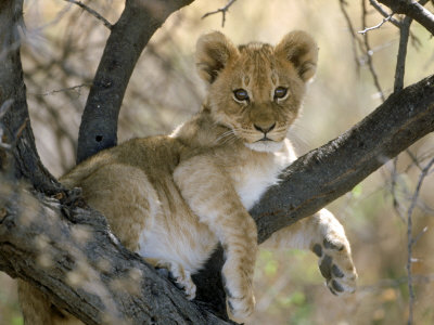 Buy African Lion, Cub, Botswana at AllPosters.com