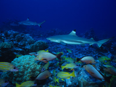 Blacktip Reef Sharks, Swimming, Polynesia