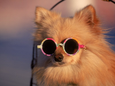 Dog Wearing Sunglasses, Florida