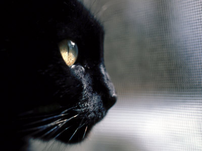 Black Cat Looking Out a Window