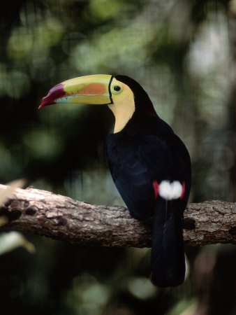 Keel Billed Toucan, Belize Zoo, Belize