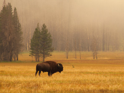 Buffalo Roaming in Field