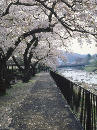 Cherry Blossoms, Sakura, Hakone, Japan