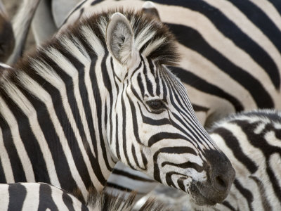 Burchells Zebra, Head, Botswana