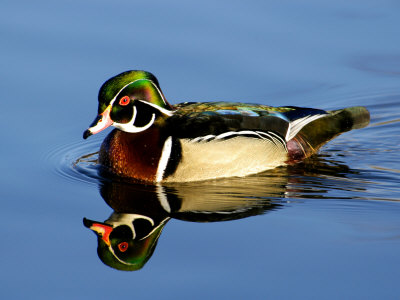 Male Wood Duck with Reflection