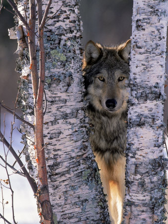 Gray Wolf Near Birch Tree Trunks, Canis Lupus, MN
