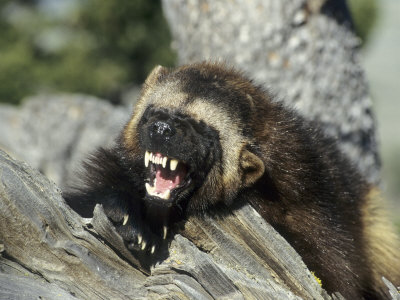 Buy Wolverine, Snarling in the Foothills of the Rocky Mountains, USA at AllPosters.com