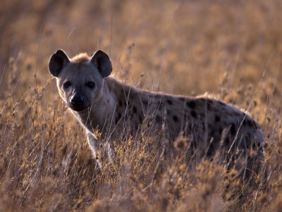 Buy Spotted Hyena, Crocuta Crocuta, Tanzania at AllPosters.com