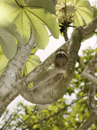 Buy Three-Toed Sloth, Quepos, Costa Rica at AllPosters.com