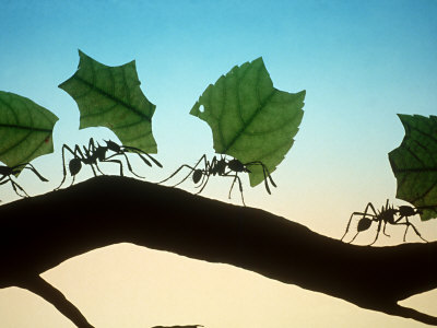 Leaf-Cutting Ants