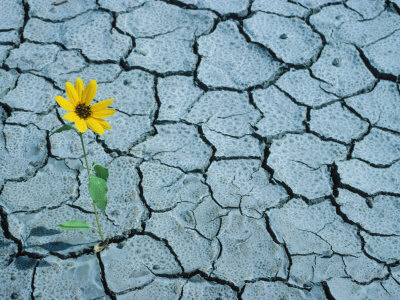 Sunflower Growing in Between Pavement