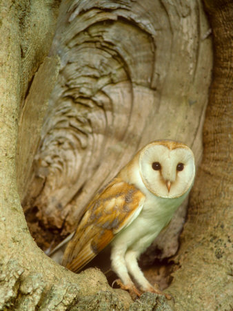Barn Owl at Nest, Summer