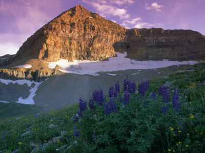 Wildflowers, Mt. Timpanogos, Wasatch NF, Utah
