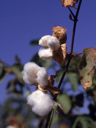 Cotton