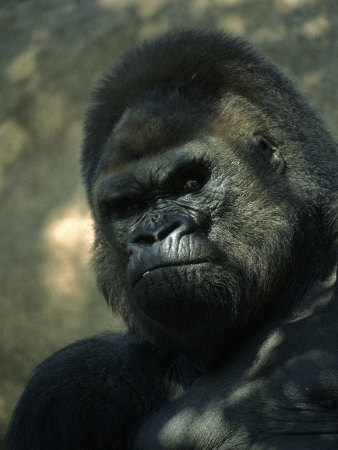 Gorilla in San Diego Wild Animal Park, CA
