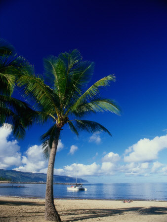 Beach and Palm Tree, Maui, Hawaii