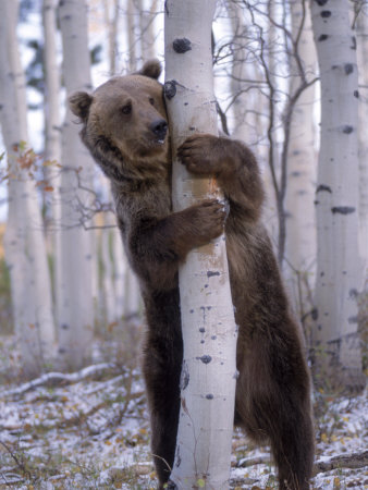 Grizzly Bear Grabbing Tree, North America