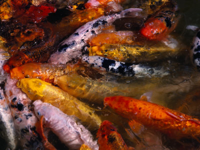 Koi in Japanese Friendship Garden
