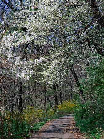 Path, Branch Brook Park, Newark, NJ
