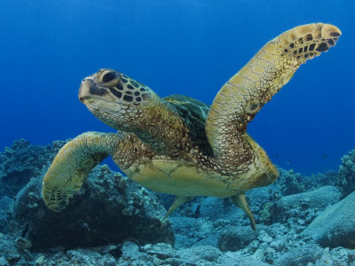 Buy Green Sea Turtle, Sipidan, Malaysia at AllPosters.com