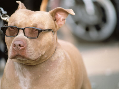 Pit Bull Terrier Wearing Sunglasses