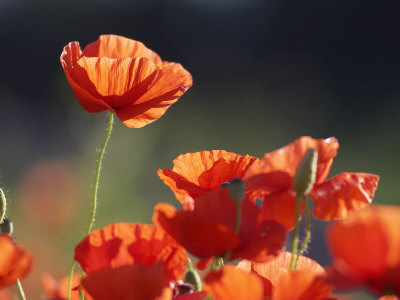 Buy Common Poppy, Red Petals Backlit in Early Morning Light, Scotland at AllPosters.com