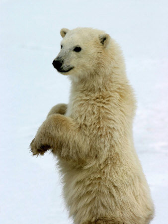 Polar Bear, Ursus Maritimus, Churchill, Manitoba
