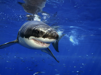 Buy Great White Shark, Guadalupe Island, Mexico at AllPosters.com