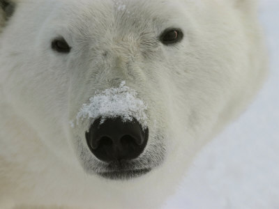 Polar Bear, Ursus Maritimus, Churchill, Manitoba