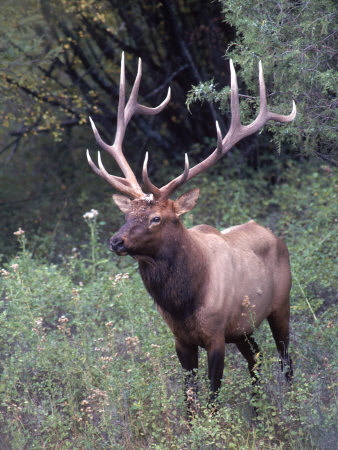 Elk, Western MT