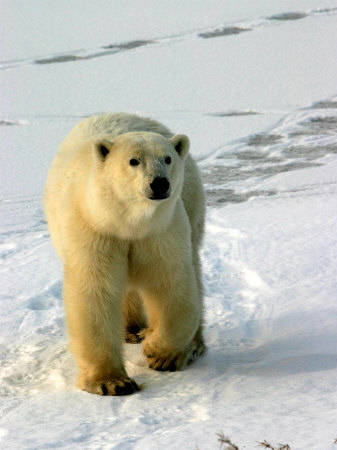 Polar Bear, Ursus Maritimus, Churchill, Manitoba