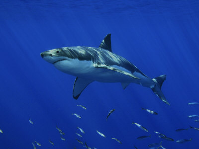 Buy Great White Shark, Guadalupe Island, Mexico at AllPosters.com