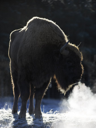 European Bison, Adult Female Showing Breath on Frosty Morning (Captive), Scotland