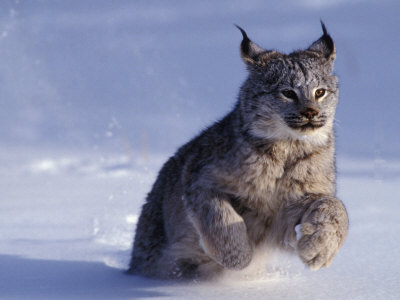 Canada Lynxlynx Canadensisrunning Through Snow