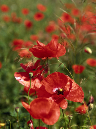 Red Poppy Field
