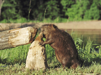Buy Beaver, Feeding on Tree He Just Cut Down, USA at AllPosters.com