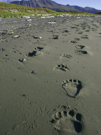 Grizzly Bear, Footprints in Wet Sand, Alaska