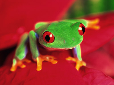 Buy Red-Eyed Tree Frog at AllPosters.com