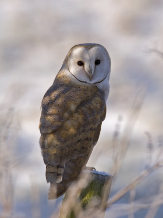 Barn Owl, Full-Frame Portrait of Barn Owl Perched on Fence Post, Lancashire, UK