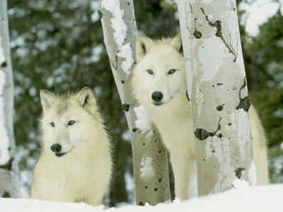 Buy White Wolf, Pair in Winter, USA at AllPosters.com