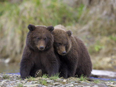 Buy Grizzly Bear, Two Cubs Sitting Together, Alaska at AllPosters.com