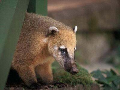 Buy Coati Mundi, Argentina at AllPosters.com