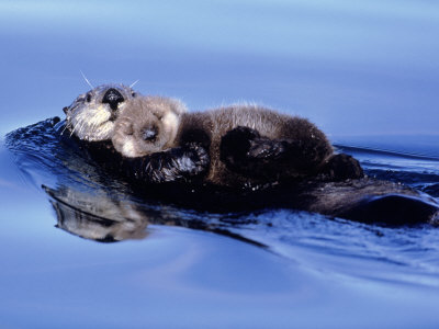 Sea Otter with Offspring