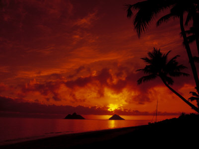 Silhouette of Palm Trees at Sunset, Oahu, HI